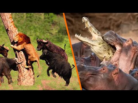 Top 10 Preys Who Can Defend Themselves From Predators   Predator vs Prey  Videos