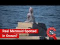 Fact check viral shows real mermaid in the ocean caught on camera