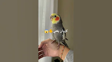 كروان يغني 