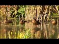 Кряквы с утятами в разном возрасте || mallards with ducklings