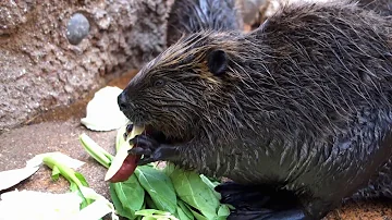 ビーバー 鳴き声 Mp3 ビーバー 鳴き声 Mp3