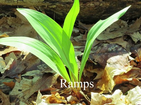 Video: Lily Of The Valley-plantetyper: Lær om forskellige slags Lily Of The Valley-planter