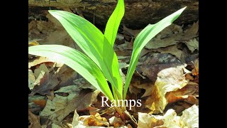 Ramps: How to identify ramps accurately