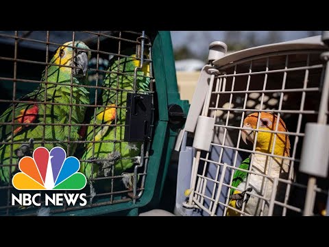 Parrots rescued from pine island sanctuary after hurricane ian devastation
