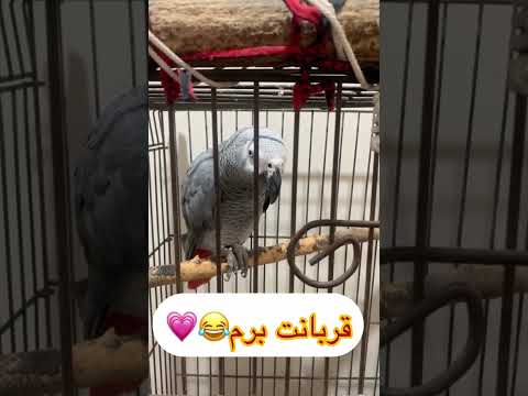 احوال پرسی کاسکو سخنگو کاسکو طوطی سخنگو طوطی پرنده بامزه حیوانات بامزه حیوان خانگی