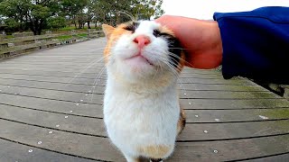 橋の上で出会った三毛猫がゴロゴロと甘えてきてカワイイ