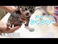 ハプニング発生⚠️みんなまとめてシャンプーデビュー【ゲンハピノン成長日記#11】Kitten shampooing for the first time in her life.