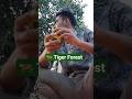 Wildlife Adventure #tiger #bengaltiger