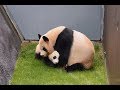 【がんばれ～!!】良浜ママ🐼迷子の結浜を迎えに行く✨【親子パンダ】Giant Panda -Rauhin&Yuihin-☆Rauhin looks for Yuihin