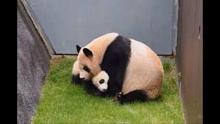 【がんばれ～!!】良浜ママ🐼迷子の結浜を迎えに行く✨【親子パンダ】Giant Panda -Rauhin&Yuihin-☆Rauhin looks for Yuihin