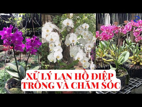 Video: Sự khác biệt giữa lan hồ điệp và lan hồ điệp là gì: so sánh và đánh giá