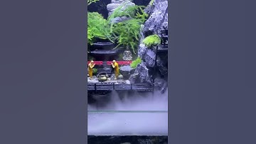Bể bán cạn ! Tiểu cảnh phật pháp mini để bàn ! #tiểucảnh #aquarium
