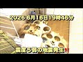 2026 6月16日震度５弱の地震直後の猫達の様子です