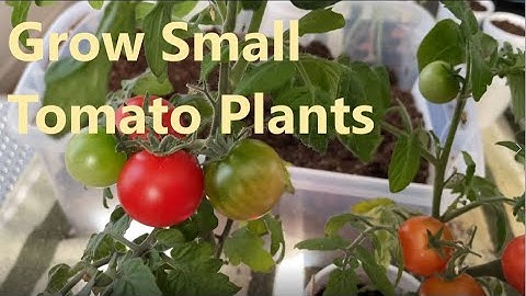 Featured Vegetable: Red Robin Tomato