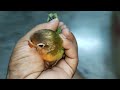 Love Birds Le Liye 😍 hand Team love birds Parrot 🦜