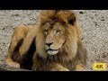 Animal beauty in nature close up lion 4k