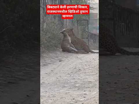 बिबट्याने केली हरणाची शिकार, राजस्थानमधील व्हिडिओ तुफान व्हायरल झाला आहे#news#video#latestnews