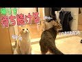 【犬】飼い主が帰宅するまで玄関で待ち続ける猫たちがあまりにも可愛すぎた…