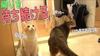 【犬】飼い主が帰宅するまで玄関で待ち続ける猫たちがあまりにも可愛すぎた…