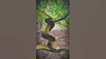 नाग और नगीन की प्रेम कहानी ♥️🐍#nag #nagin #story #shorts #viral