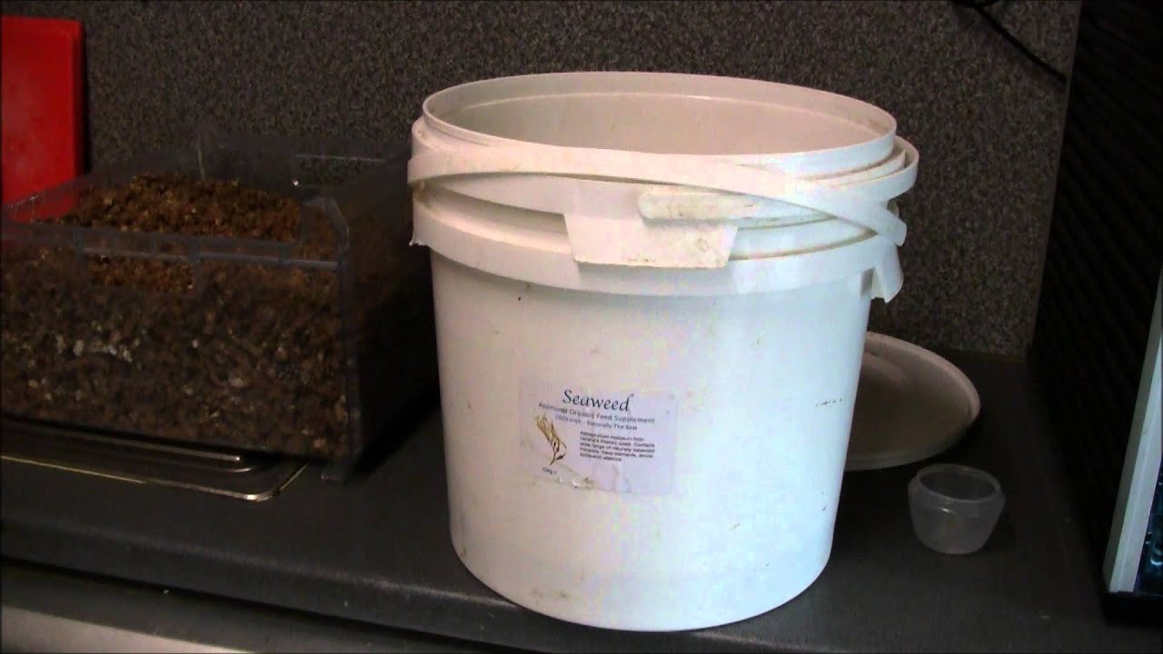 Chihuahua World's Real Chihuahua Food - YouTube