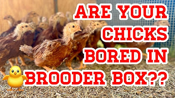 Baby Chicks Going Crazy in the Brooder Box? Here’s An EASY Fix