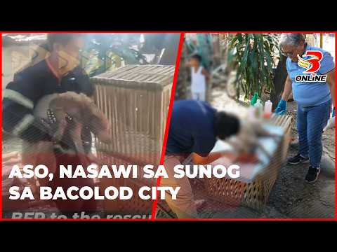 Aso, nasawi sa sunog sa Bacolod City