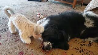 Havanese Puppy Dominates Giant Newfoundland Dog by tparbs 222 views 6 months ago 32 seconds