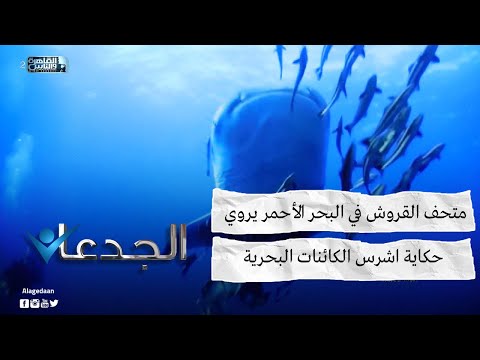 متحف القروش في البحر الأحمر يروي حكاية اشرس الكائنات البحرية