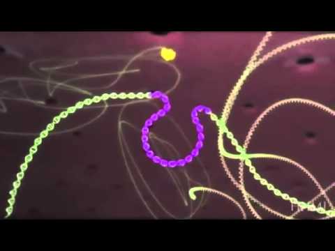 Video: La Proteina SAMHD1 Ospite Limita La Trascrizione Endogena Inversa Dell'HIV-1 Nei Macrofagi Non Divisibili
