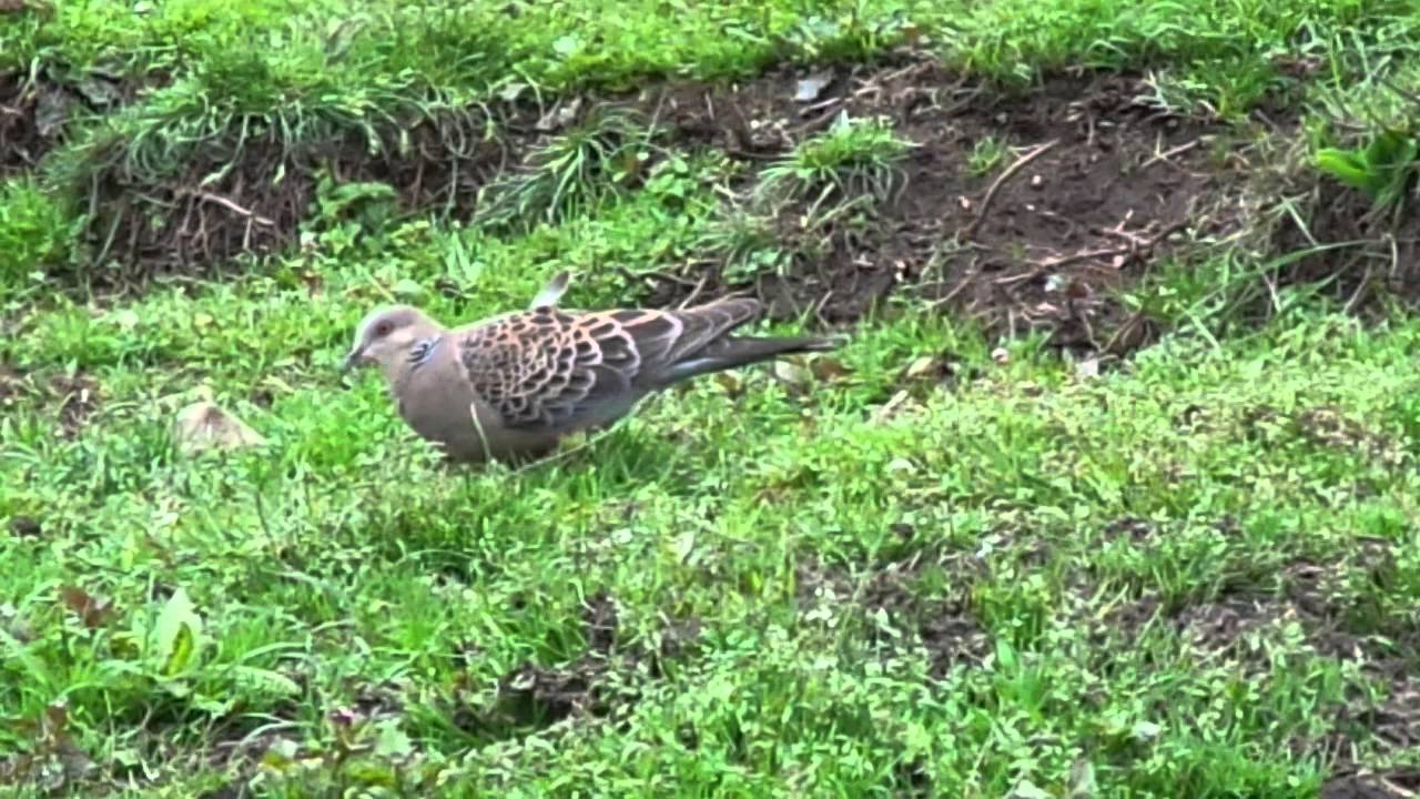 Oriental turtle dove(Streptopelia orientalis) in Phobjikha 