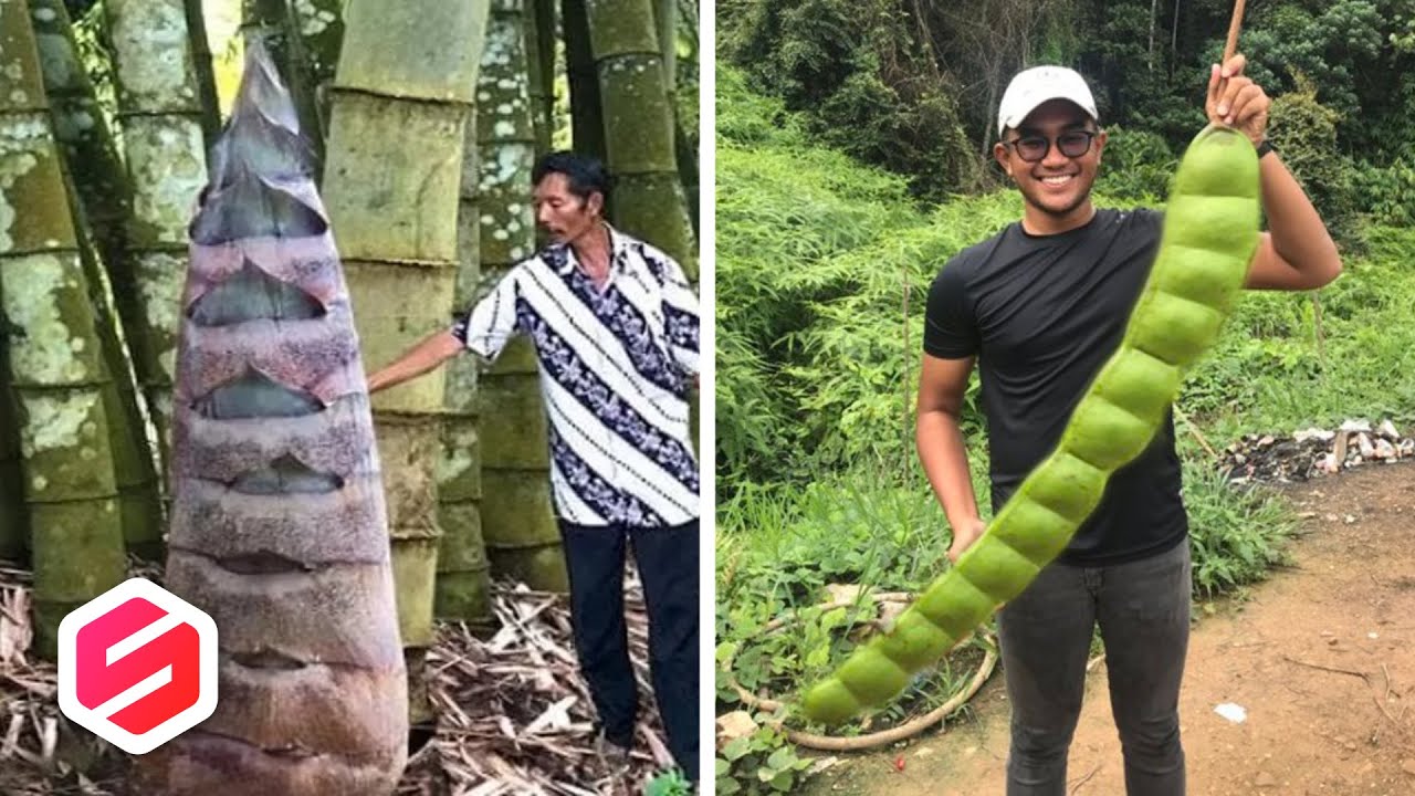 GEMPAR..!! Warga Temukan Tumbuhan Raksasa Dari Zaman Purba.