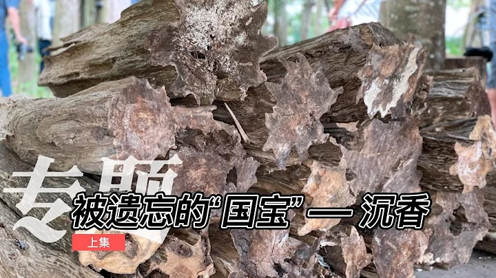 被遺忘的「國寶」——沉香 - 天天要聞