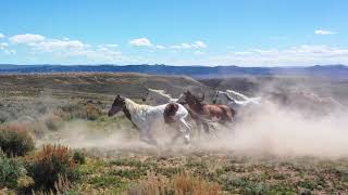 Moving with Grace - Wild Horses or Northwestern Colorado