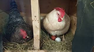Hen chatting with other hen in nesting box cute#cute #chicken #hens #plymouth rock #azureblue