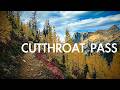 Golden Larches at Their Peak | Cutthroat Pass