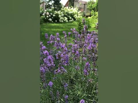 Цвіте лаванда #садівництво #квіти #всаду #сад #рослини - YouTube
