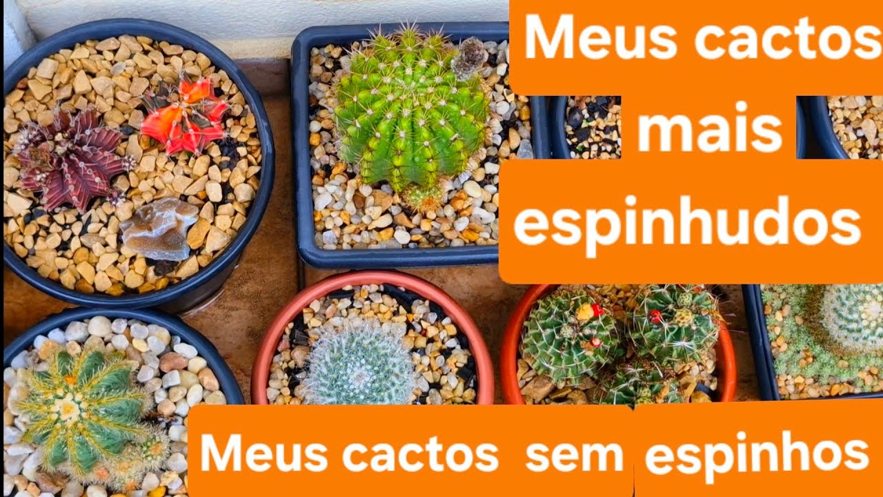 Meus cactos mais espinhudos e os  sem espinhos!