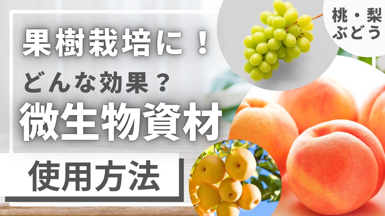 果樹農家さん必見！桃・梨・ぶどうの栽培にオススメ【微生物資材