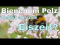 Bienen Evolution Stufe 2 - "Und sie fliegt doch“ - Dave Goulson - Buchzusammenfassung