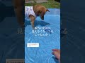 愛犬を生まれて初めてのプールに入れた結果…#shorts