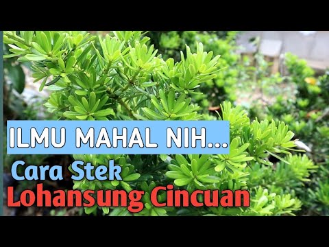 Video: Pelajari Tentang Tanaman Podocarpus - Panduan Menanam Pohon Podocarpus