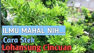 Cara Stek Lohansung Cincuan Podocarpus