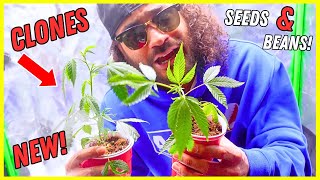 SO MANY STRAINS! 😳 New Beans and Genetics Galore! 🔥 | Seed to Harvest Series (Vivosun)