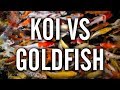 Koi vs Goldfish - Which to Choose for Your Pond