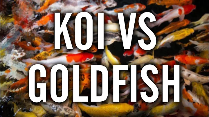 Koi vs Goldfish - Which to Choose for Your Pond