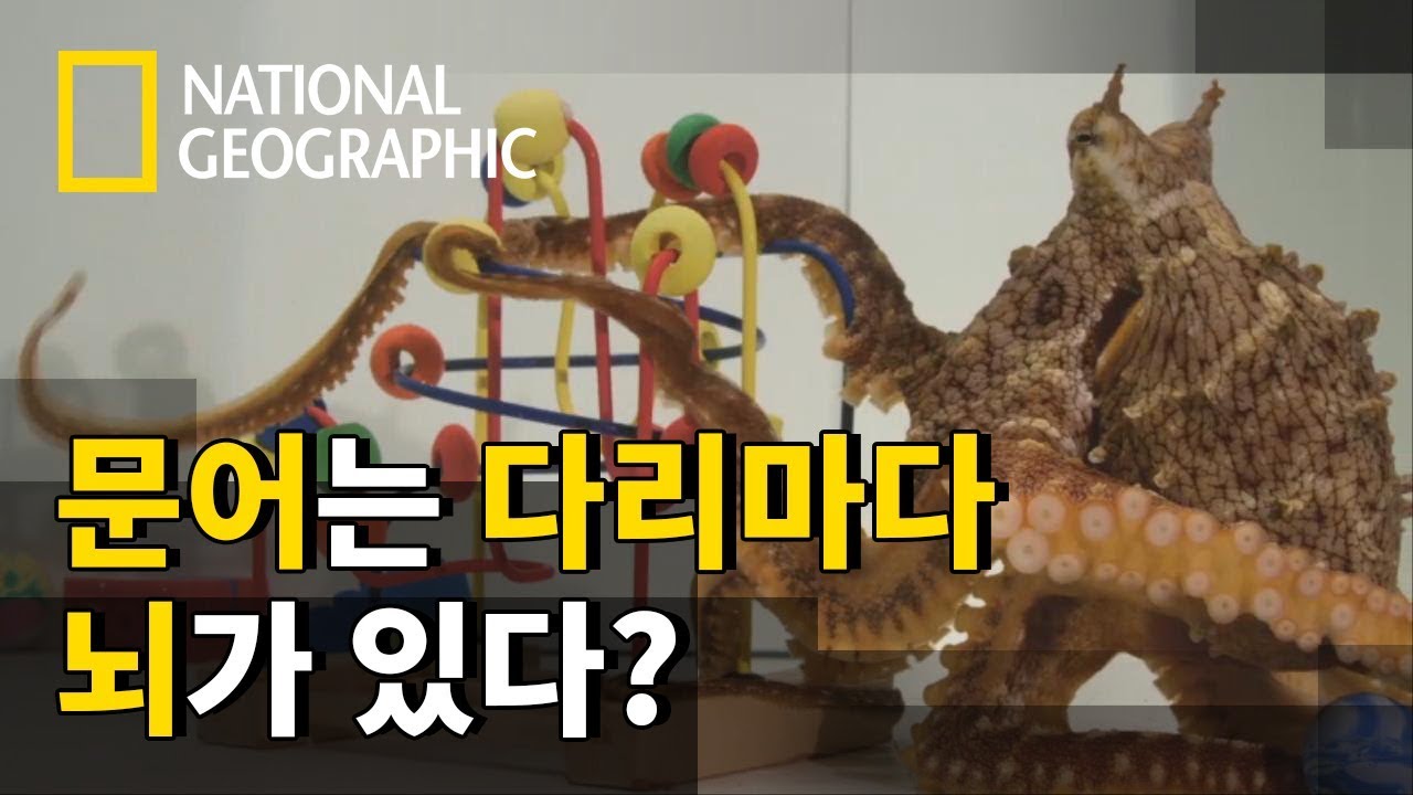 서로 닮은 문어와 인간의 뇌