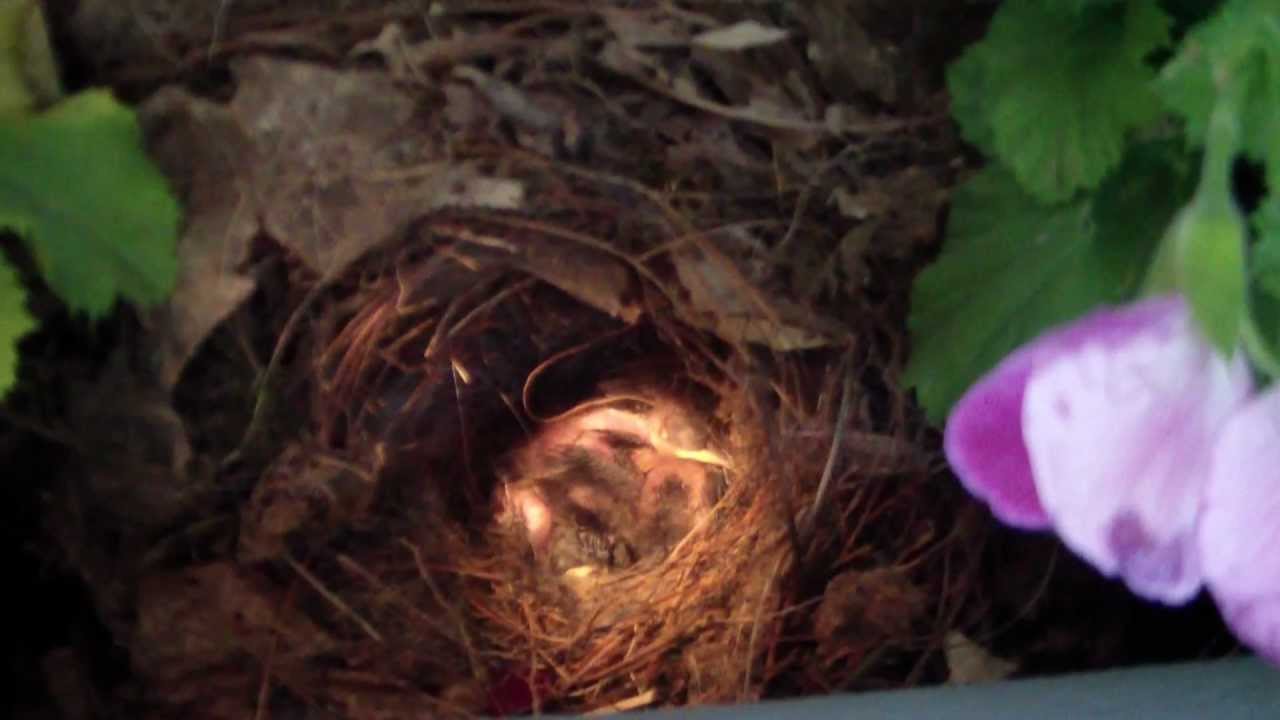 May 6th - Winter Wren babies - One week old. MP4 