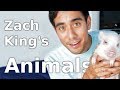 28 best Zach King Animals Magic Tricks