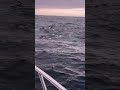 Porpoises Off Montauk NY Porpoises Off Montauk NY